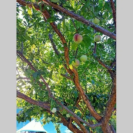 Fruit Garden Apartamento