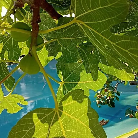 Fruit Garden *
